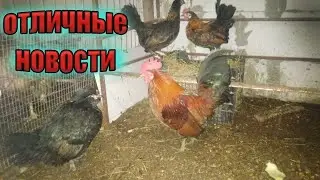 Не пожалел что купил этих кур! Бентамки радуют