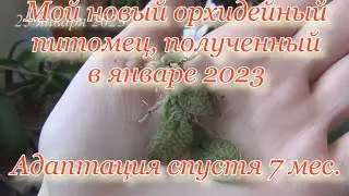 Новая орхидея онцидиум Limminghei в январе 2023 и  в сентябре 2023. Редкий и красивый онцидиум.