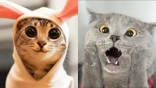 😹Коты 2022 смешные котики. 😹Приколы с котами до слез. Я СМЕЯЛСЯ ПОЛЧАСА 😹Funny cats tiktok 2022-2021