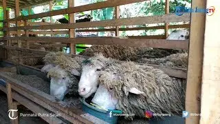 Keunikan Domba Merino Asal Australia