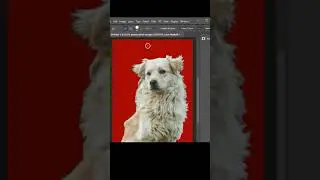 How to Masking Dog Hair Easily Using Photoshop CC