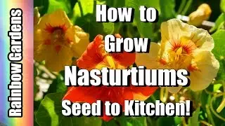 How to Grow Nasturtiums, A Superfood!! Yes REALLY!!!!!  Seed To Kitchen,  Easy to Grow!