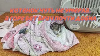 Котенок могла умереть от неправильной помощи ветеринара.
