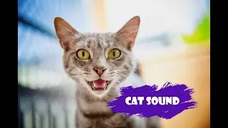 ANGRY CAT SOUNDS that will make you LAUGH! 😹🔊