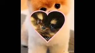 en sevdiğim köpek isimleri