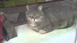 Жирный кот в библиотеке.