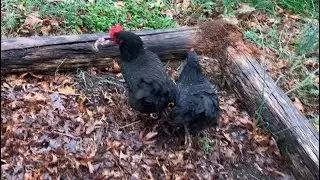 Chickens 🐓 fight over a snake 🐍