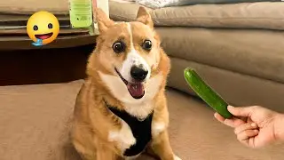 When God Sends You Funny Dogs 😹🐶 Laugh Non-Stop With These Funny Videos!