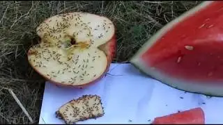 SUGAR ANTS EXPERIMENT - apple or watermelon?  which one does the ant prefer🍎 🍉 🐜 🐜 | red bwoy tv