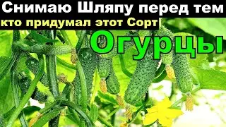 Эти Огруцы  Обязательно Посажу в 2024, Огурцы посадил и не знаешь проблем, много урожайных сортов!