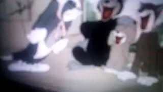 Three agou cats