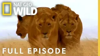 Pack Hunters (Full Episode) | World's Deadliest