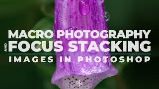 Macro Focus Stacking in Photoshop