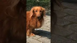當你把狗狗留在車上吹冷氣