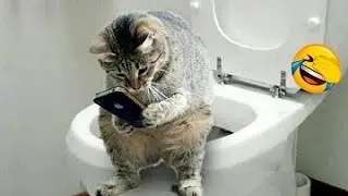 Funniest Cat Videos Will Make You Laugh😹Don't try to hold back Laughter 😂 funny cate  #funnycats
