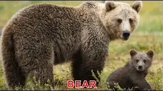Forest animals. Learn the names of forest animals in English. Learn the sounds of animals.