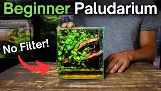 How To Make a Nano Paludarium With No Filter - Beginner Tutorial