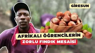 Afrikalı öğrenciler Giresun'da fındık hasadında çalışıyor