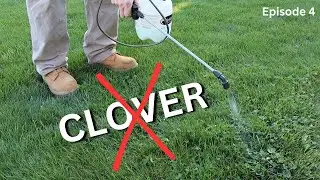 How to kill CLOVER in your lawn, trying different products and seeing real results. Episode 4.