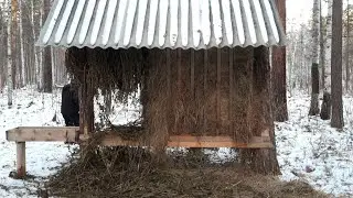 Нужны ли кормушки в лесу?
