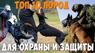 ТОП 10 пород собак для охраны и защиты