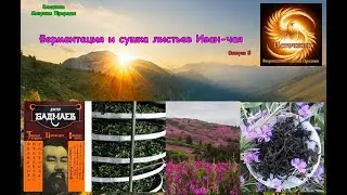 Ферментация и сушка листьев Иван-чая. Исследования П.Бадмаева влияния Иван-чая на долголетие