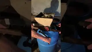 Как в Грузии делают домашнее вино 