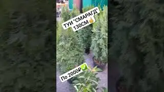 ТУИ "СМАРАГД" 130СМ✅️ СВЕЖИЙ ПРИВОЗ💥 В НАЛИЧИИ 10ШТ🔥 ЦЕНА 2000₽😍 ЗВОНИТЕ И УЗНАВАЙТЕ☎️