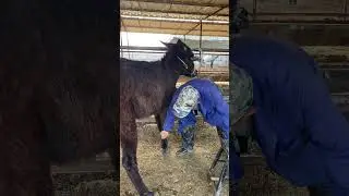 Satisfying - ASMR - Sharp scissors to trim donkey toenails