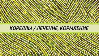 Лечение попугаев корелл, как часто сдавать анализы, когда прекращать лечение.  Как правильно кормить