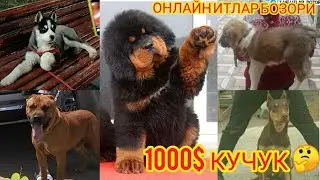 Онлайн итлар бозори | Online itlar bozori 🦮🇺🇿