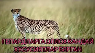 Хайвонлар хакида Гепард хакида Охиригача куринг 