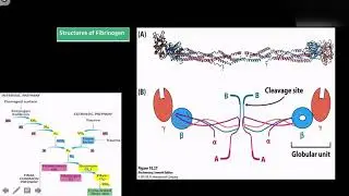 Enzymatic Regulation Strategies (Full video)