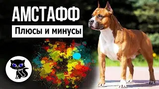 ✔ Амстафф: плюсы и минусы породы. Бойцовские корни амстаффа