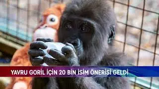 YAVRU GORİL İÇİN 20 BİN İSİM ÖNERİSİ GELDİ