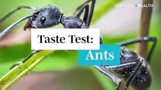 Taste Test: Ants