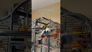 This is SO embarrassing but wanted to show that parrots need more stimulation than just toys!