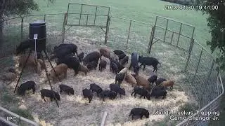 42 hogs one drop.  