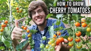 My Tips for Growing Cherry Tomatoes