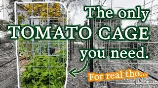 You Asked For It! The Beefiest DIY Tomato Cage (& Bad Jokes)