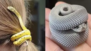 COMPILATION SERPENTI BELLISSIMI! Video brevi e divertenti