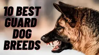 These Guard Dogs Are Ready To Die For You!