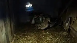 утки башкирские цветные