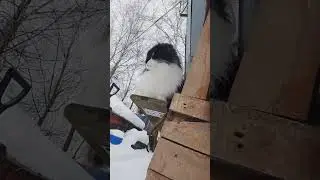 Котик Кузя смотрит на зимний период и думает сходить в магазин за валенками 