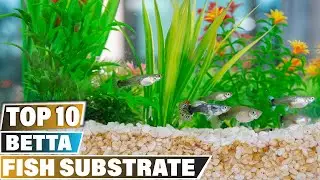 Substrate For Betta Fish: ✅ Best Betta Fish Substrate 2024 (Buying Guide)