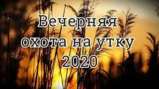 Вечерняя охота на утку 2020