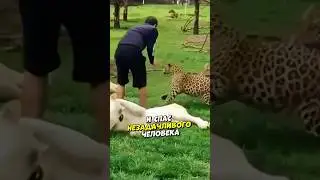 Гепард напал на человека 😱