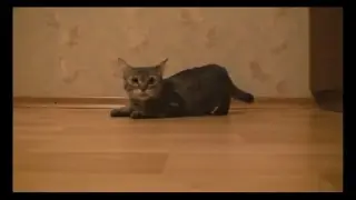 Смешная подборка_Ох,эти кошки_*Приколы от Николы*_about the Funny lady-cats