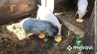 Чем мы кормим своих поросят🐷🐷🐷