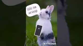 Кролик игнорик